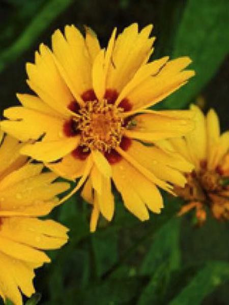 Oeil de jeune fille 'Rotkehlchen'