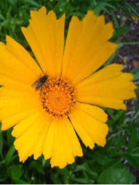 Oeil de jeune fille 'Schnittgold'