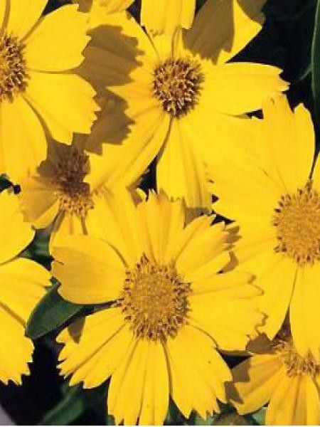 Oeil de jeune fille 'Walter'