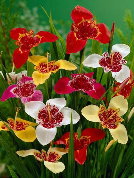 Oeil de paon en mélange