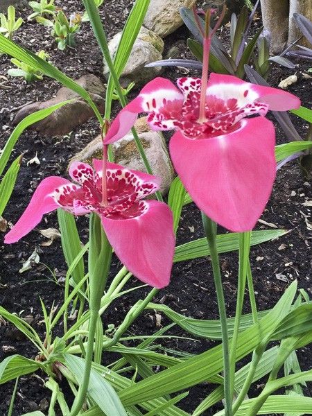 Oeil de Paon 'Lilacea'