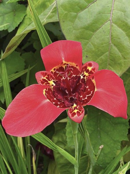 Oeil de Paon 'Speciosa'