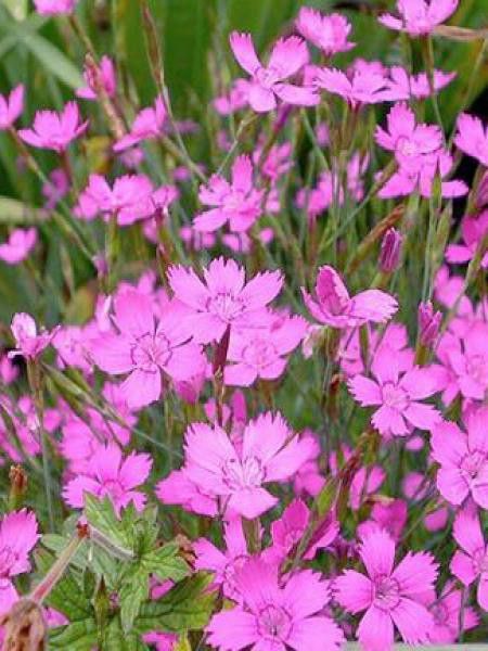 Œillet à delta, œillet couché 'Rosea'