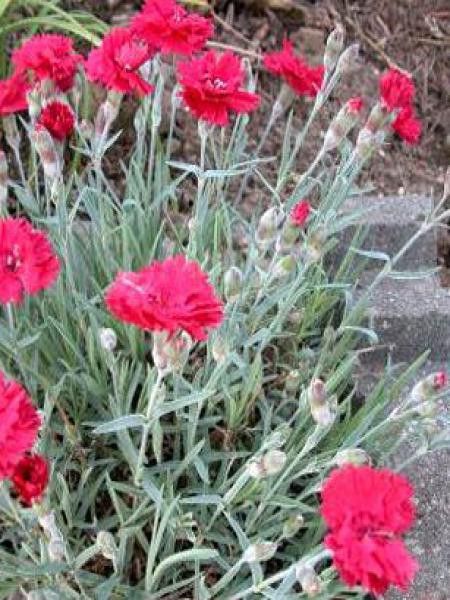 Œillet bleuâtre 'Bombardier'