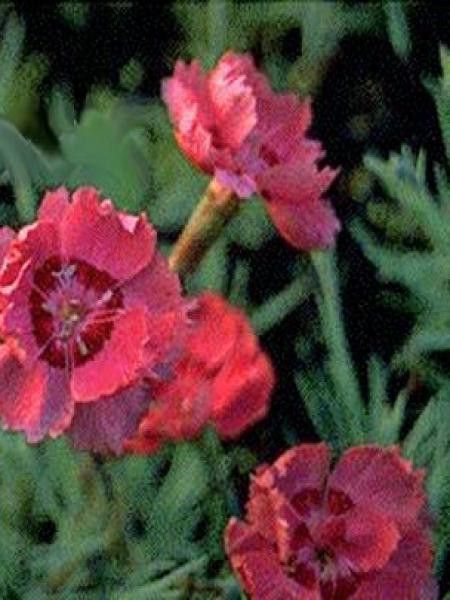 Œillet bleuâtre 'Rotkäppchen'