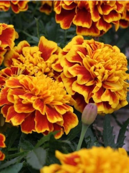 Oeillet d'Inde 'Anti-Nématodes'