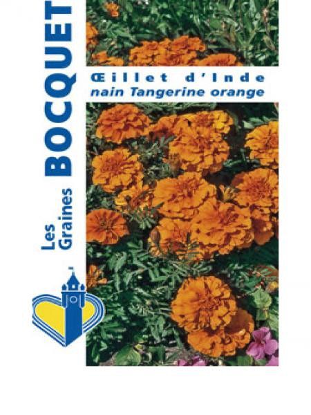 Oeillet d'Inde 'Tangerine orange'