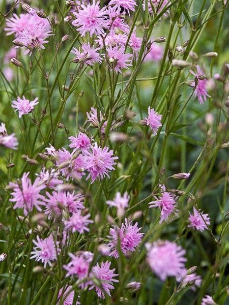 Œillet des près 'Jenny'