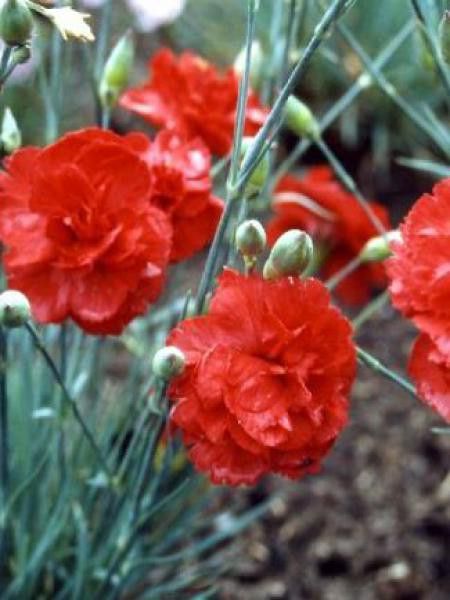 Œillet mignardise 'David'