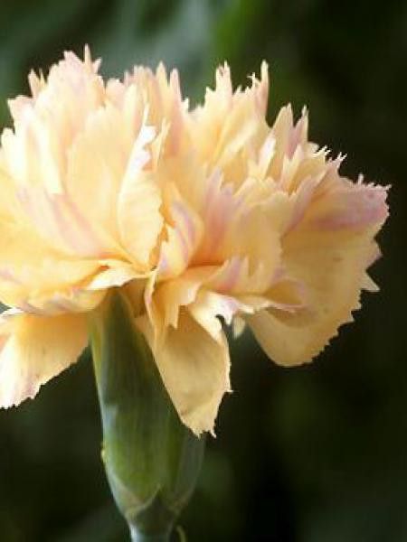 Œillet mignardise 'Devon Cream'