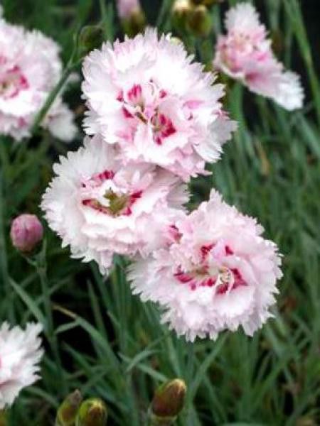 Œillet mignardise 'Ine'