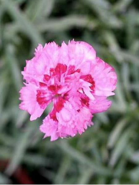 Œillet mignardise 'Maggie'