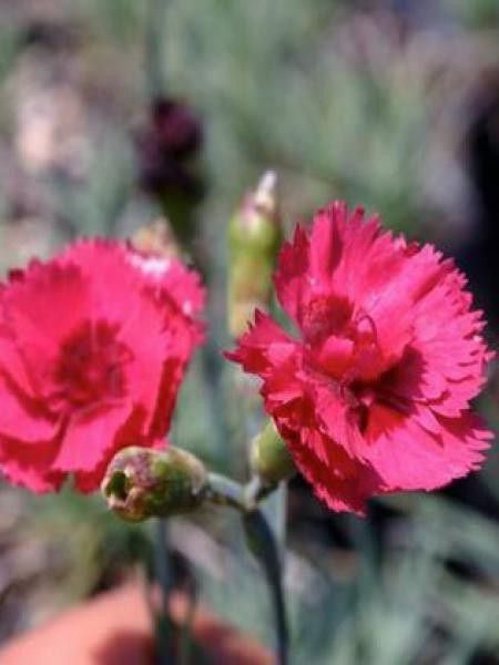 Œillet mignardise 'Munot'