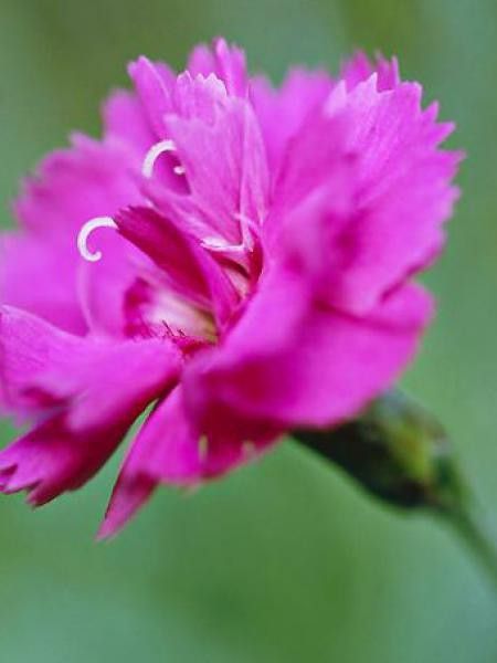 Œillet mignardise 'Warden Hybrid'