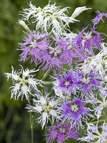 Œillet 'Rainbow Loveliness'