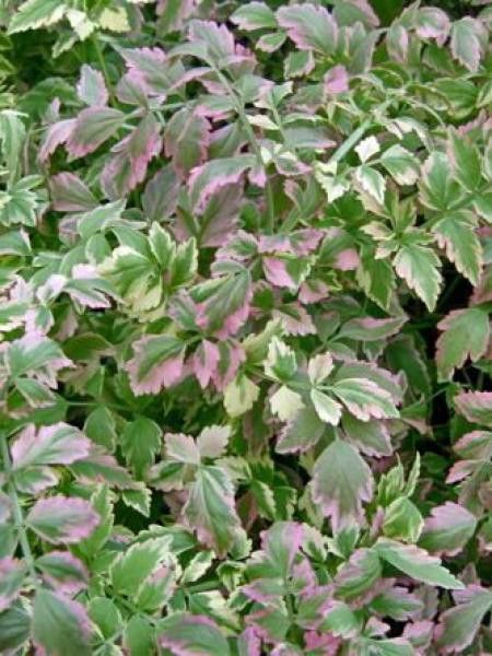 Oenanthe javanica 'Flamingo'