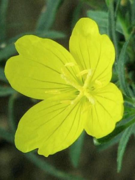 Oenothère, Onagre 'African Sun'