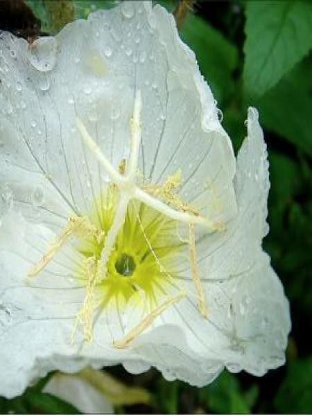 Oenothère, Onagre 'Alba'