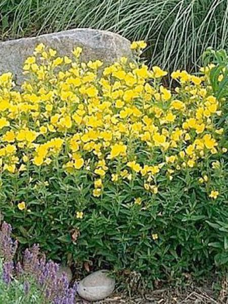 Oenothère, Onagre 'Cold Crick'