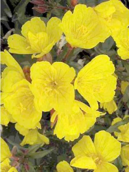 Oenothère, Onagre 'Erica Robin'