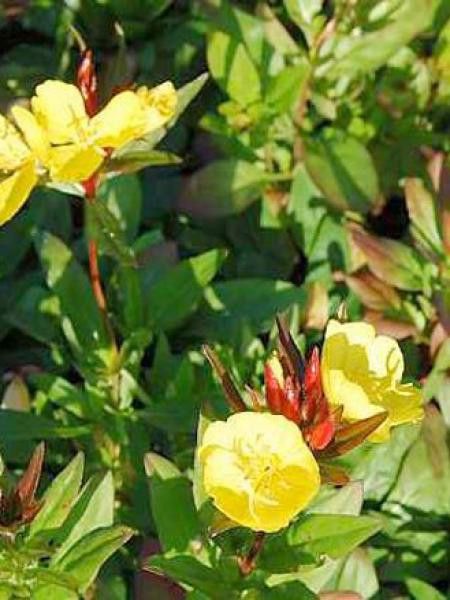 Oenothère, Onagre 'Hohes Licht'