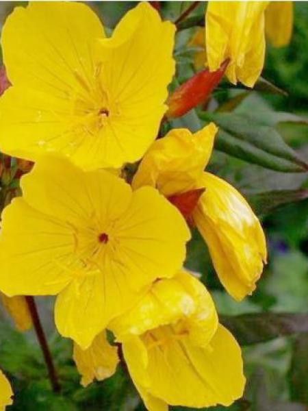 Oenothère, Onagre 'Michèle Ploeger'