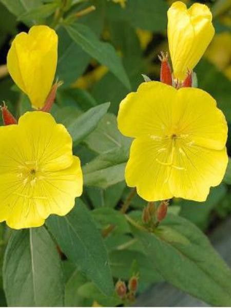 Oenothère, Onagre tetragona