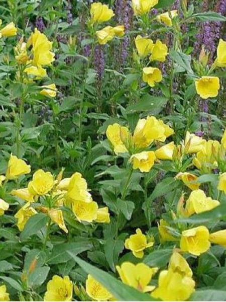 Oenothère, Onagre 'Youngii'