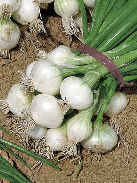 Oignon 'Blanc de Rebouillon'