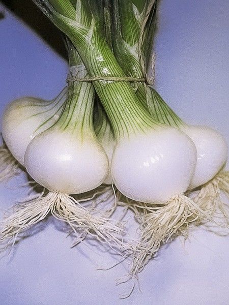 Oignon blanc 'Malakoff '