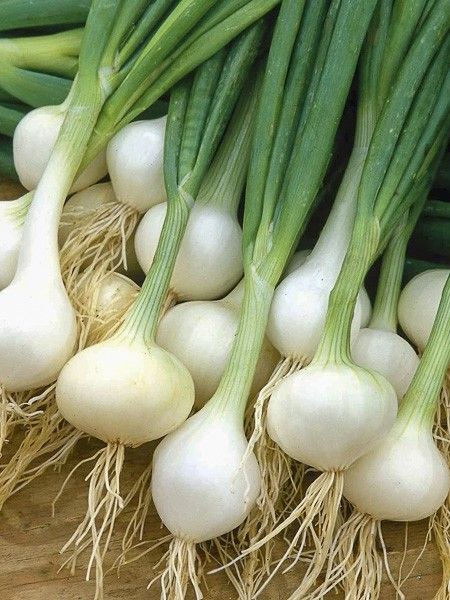 Oignon blanc 'Paris Silverskin'