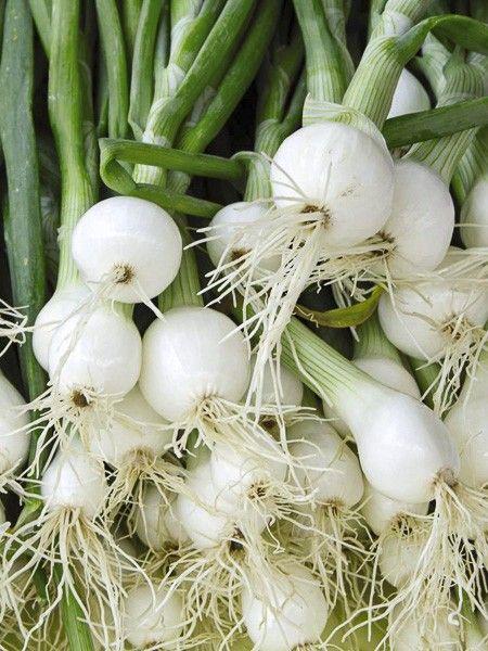 Oignon blanc 'Pompeii'