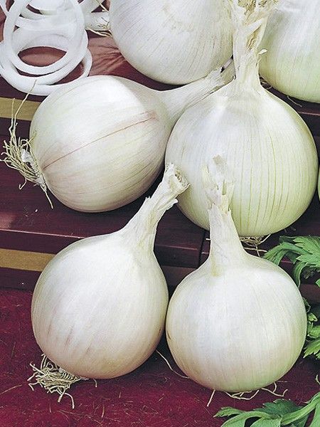 Oignon blanc 'Tonda Musona'