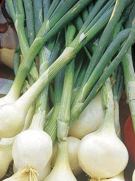 Oignon 'Blanc très hâtif de la Reine'
