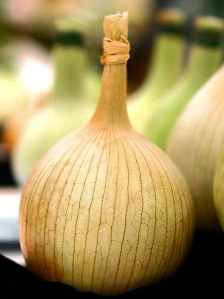 Oignon géant 'The Kelsae'