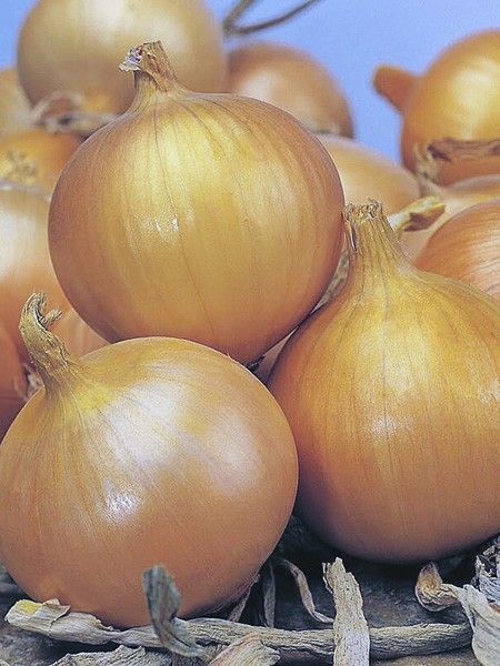 Oignon jaune 'Bedfordshire Champion'