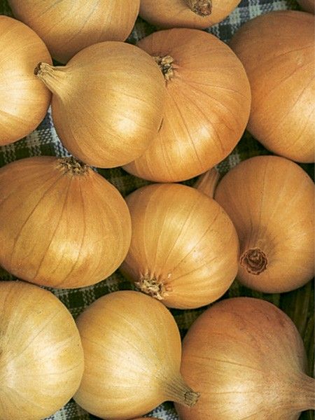 Oignon jaune 'Centurion'