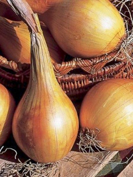 Oignon 'Jaune de Mulhouse'