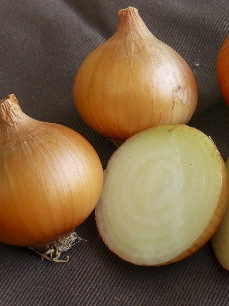 Oignon jaune 'Dorata di Parma'