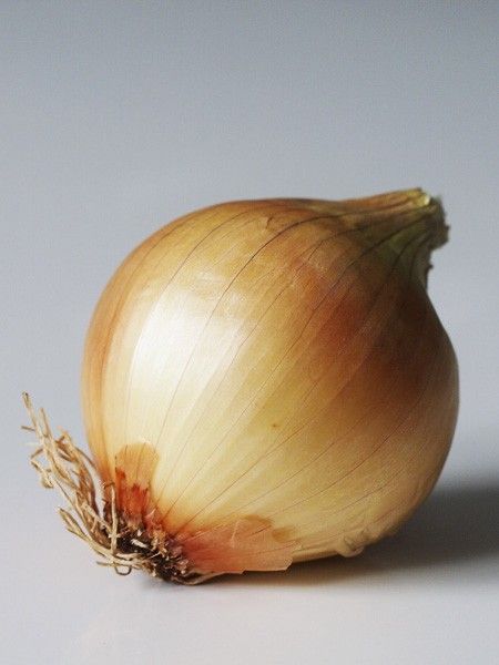 Oignon jaune 'Lorenzos'
