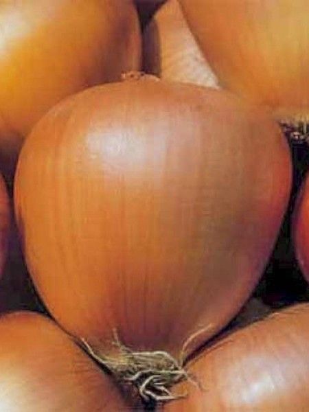 Oignon jaune 'Ramata di Milano'