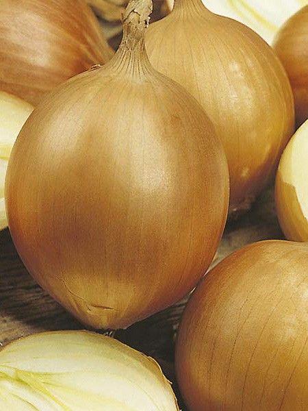 Oignon jaune 'Santero'