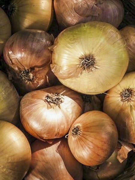 Oignon jaune 'Senshyu Yellow'