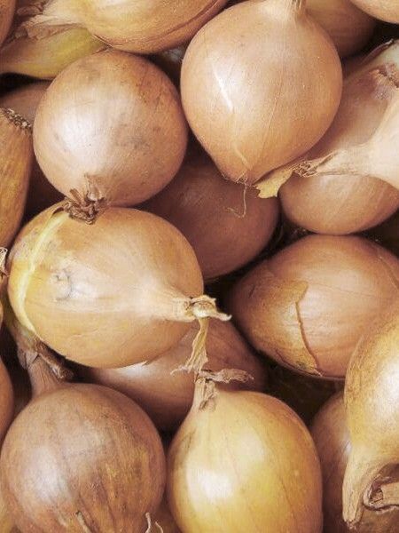 Oignon jaune 'Setton'