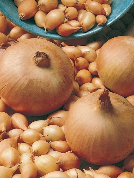 Oignon jaune 'Sturon'