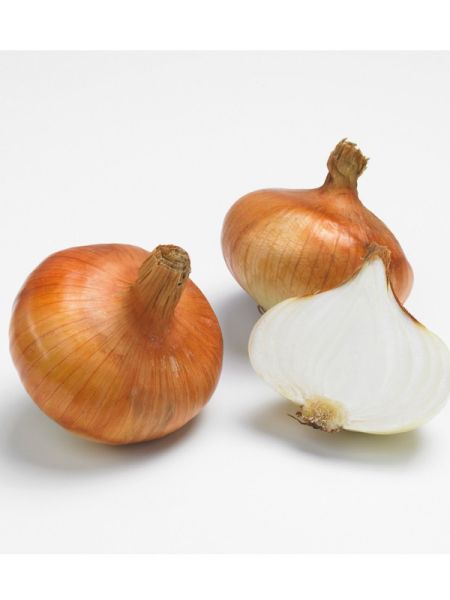 Oignon jaune 'Stuttgarter Giant'
