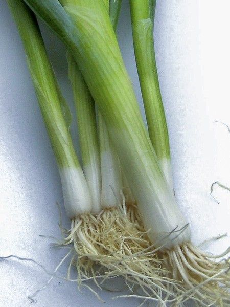 Oignon poireau 'Ishikura Long White'