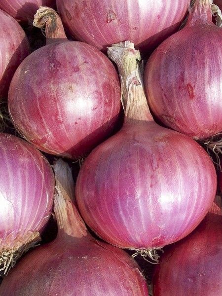 Oignon rose 'Rosanna'