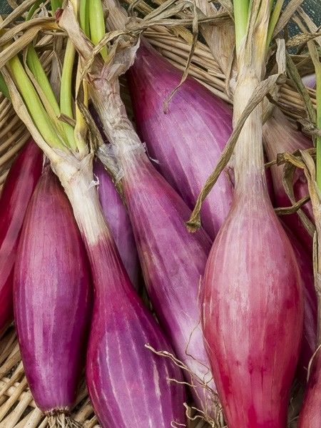 Oignon rouge de printemps 'de Florence race de Simiane'