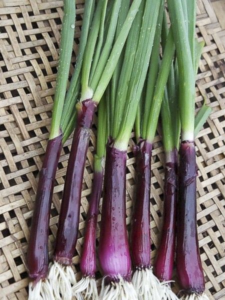 Oignon rouge de printemps 'Lilia'